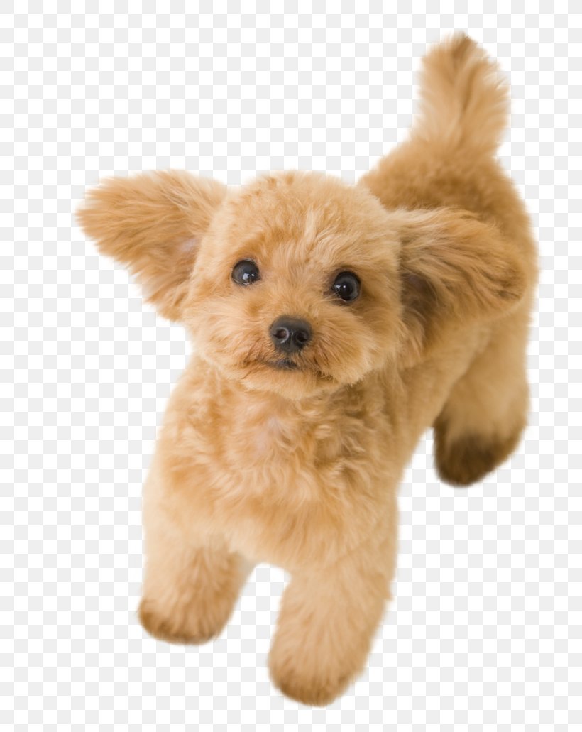 Toy Poodle Miniature Poodle Standard Poodle Basset Hound, PNG, 775x1031px, Poodle, Animal, Apricot, Basset Hound, Breed Download Free