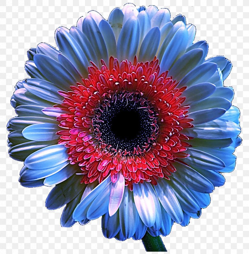 Transvaal Daisy Chrysanthemum Floristry Cut Flowers Cobalt Blue, PNG, 852x869px, Transvaal Daisy, Aster, Blue, Chrysanthemum, Chrysanths Download Free
