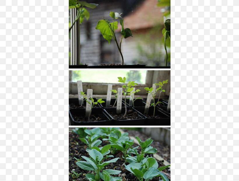 Leaf Tree Shrub Herb, PNG, 600x621px, Leaf, Flora, Grass, Herb, Plant Download Free