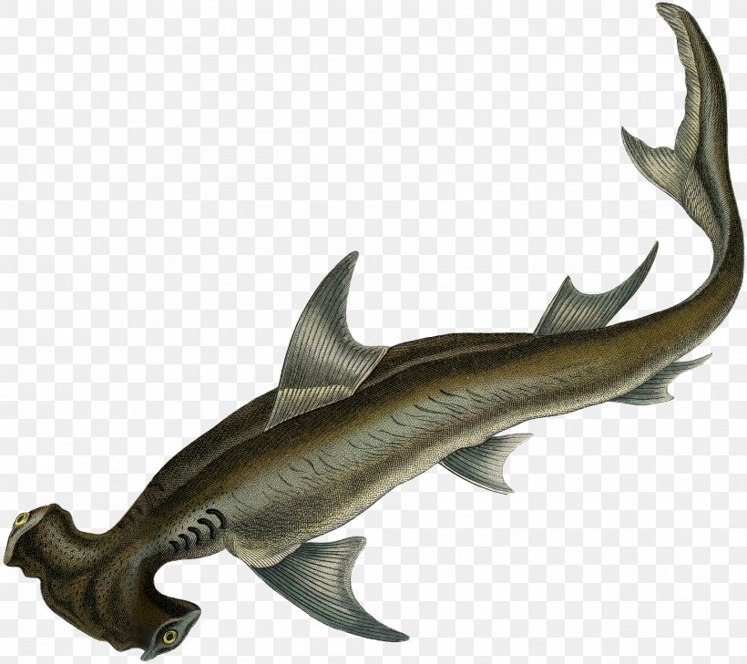 Requiem Sharks Deep Sea Creature Squaliform Sharks, PNG, 1800x1602px, Requiem Sharks, Animal, Carcharhiniformes, Cartilaginous Fish, Deep Sea Download Free