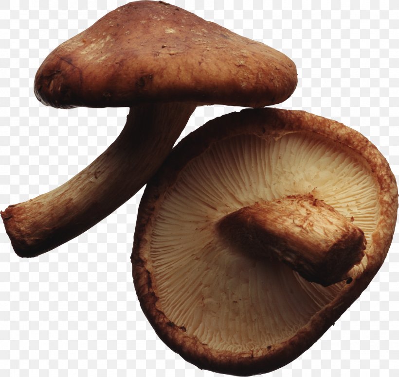 Shiitake Vegetarian Cuisine Edible Mushroom Fungus, PNG, 1888x1788px, Shiitake, Agaricaceae, Agaricomycetes, Agaricus, Edible Mushroom Download Free