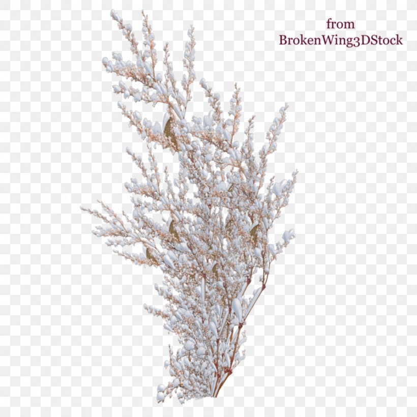 Shrub Snow Tree Rose, PNG, 894x894px, Shrub, Branch, Breynia, Breynia Disticha, Frost Download Free