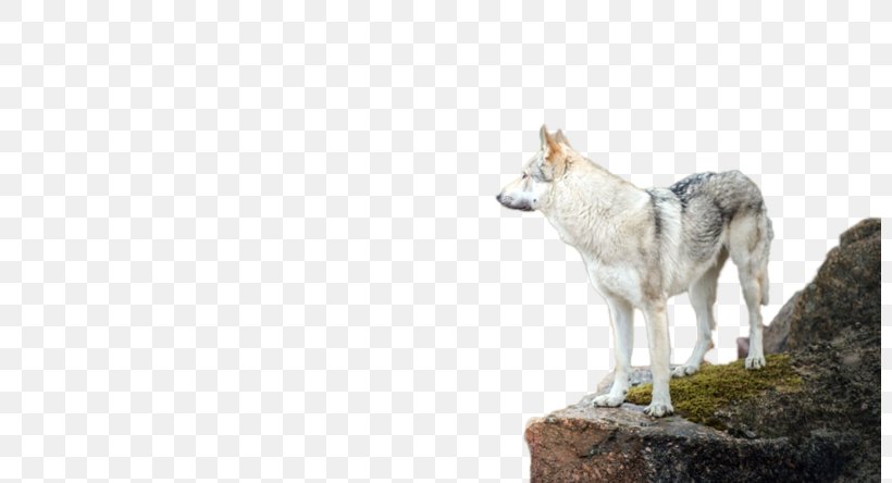 Czechoslovakian Wolfdog Saarloos Wolfdog Coyote, PNG, 800x444px, Czechoslovakian Wolfdog, Coyote, Czechoslovakia, Dog Like Mammal, Fauna Download Free