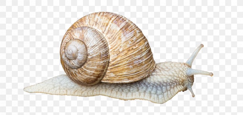 Gastropods Land Snail Gastropod Shell Animal, PNG, 1680x799px, Gastropods, Animal, Conchology, Cornu Aspersum, Escargot Download Free