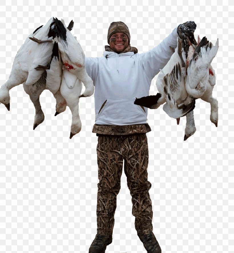 Snow Goose Duck Waterfowl Hunting, PNG, 946x1024px, Goose, Animal Migration, Bird Migration, Cattle Like Mammal, Duck Download Free