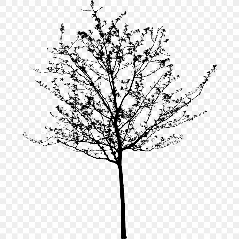 Twig Plant Stem Flower Leaf Line, PNG, 1600x1600px, Twig, American Larch, Art, Blackandwhite, Branch Download Free