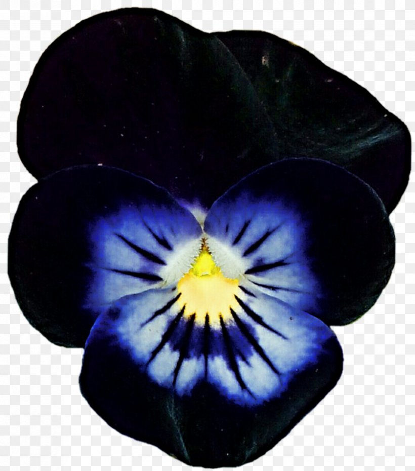 Violet Pansy Flowering Plant Cobalt Blue Purple, PNG, 839x952px, Violet, Blue, Cobalt, Cobalt Blue, Family Download Free