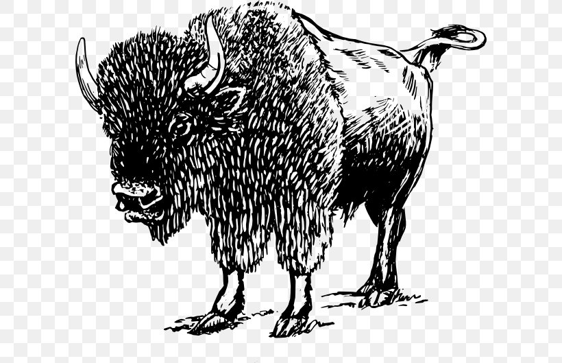 American Bison Clip Art, PNG, 600x529px, American Bison, Art, Bison, Black And White, Bull Download Free