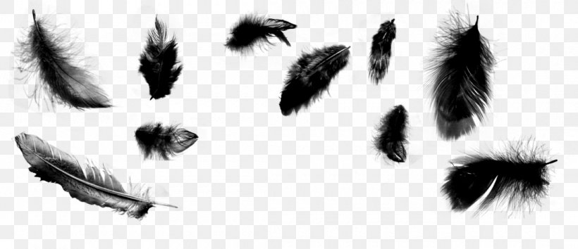 Brush Feather Drawing Art, PNG, 1100x475px, Brush, Art, Artwork, Black, Black And White Download Free