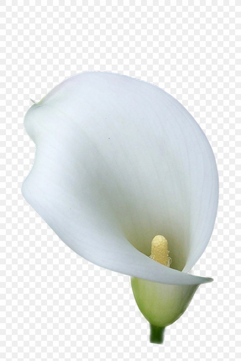 Flower Arum-lily Photography Lilium, PNG, 1067x1600px, Flower, Alismatales, Arum, Arum Lilies, Arumlily Download Free