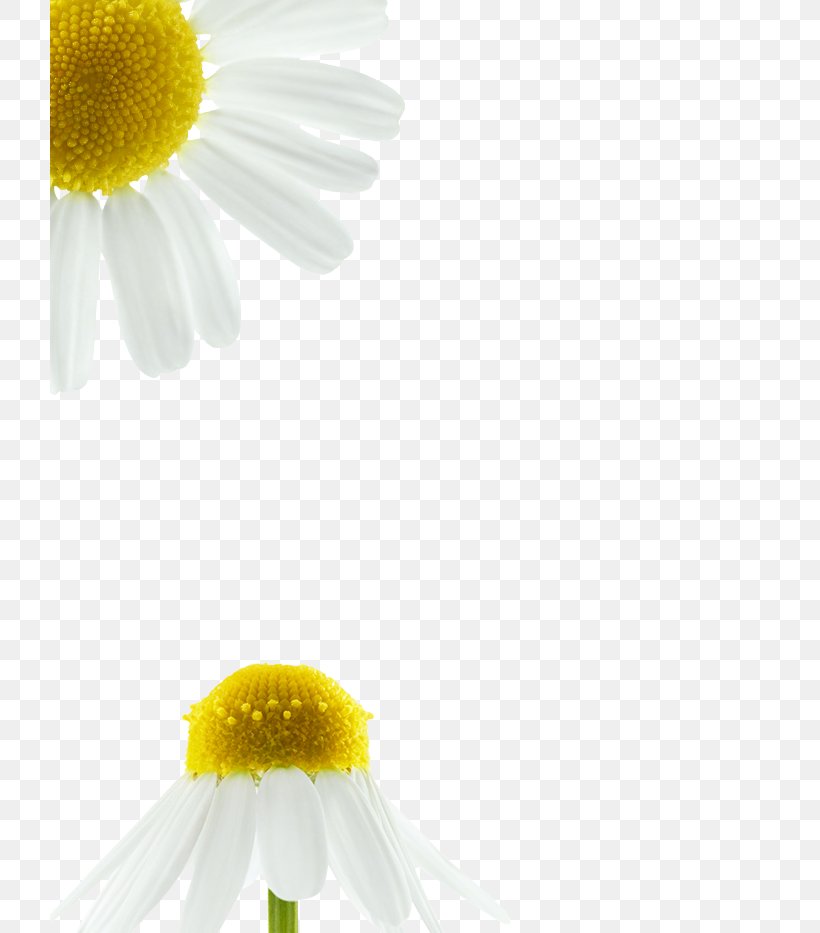 Roman Chamomile Oxeye Daisy Desktop Wallpaper Petal Close-up, PNG, 720x933px, Roman Chamomile, Chamaemelum Nobile, Chamomiles, Close Up, Closeup Download Free