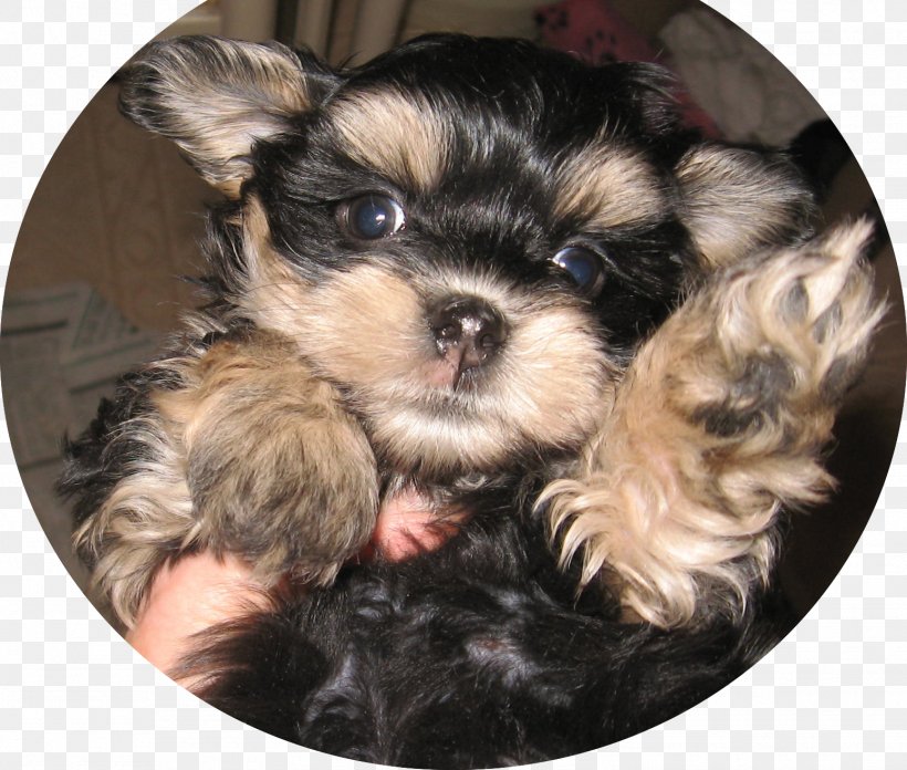 Yorkshire Terrier Morkie Shih Tzu Puppy Chinese Imperial Dog, PNG, 1551x1317px, Yorkshire Terrier, Biewer Terrier, Breed, Carnivoran, Chinese Imperial Dog Download Free