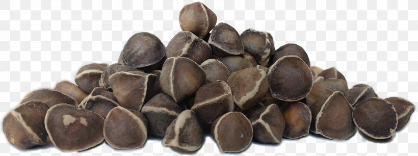 Drumstick Tree Seed Food Nut, PNG, 3694x1381px, Drumstick Tree, Brand, Food, Moringa, Nestlady Download Free