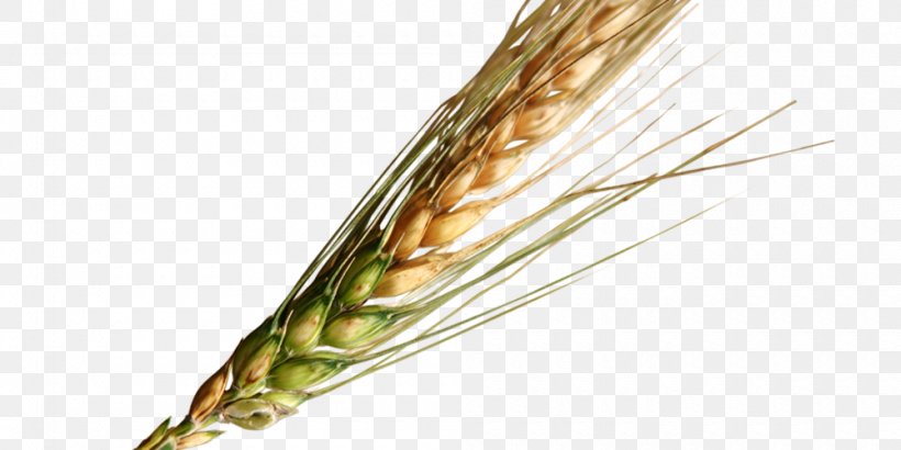Grasses Food Grain Emmer Cereal, PNG, 1000x500px, Grasses, Cereal, Commodity, Emmer, Family Download Free
