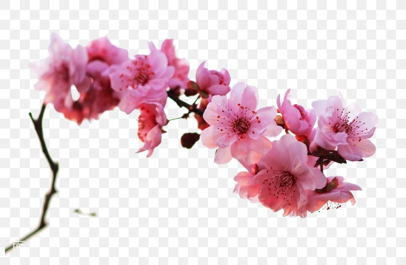 Plum Blossom Winter, PNG, 800x536px, Plum Blossom, Artificial Flower, Blossom, Branch, Cherry Blossom Download Free