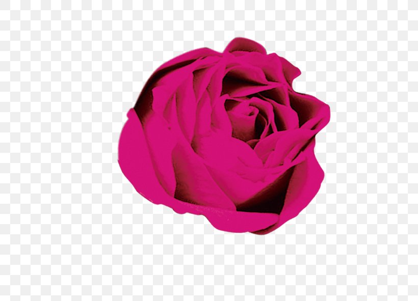 Rose Flower Download, PNG, 591x591px, Rose, Flower, Flowering Plant, Garden Roses, Magenta Download Free