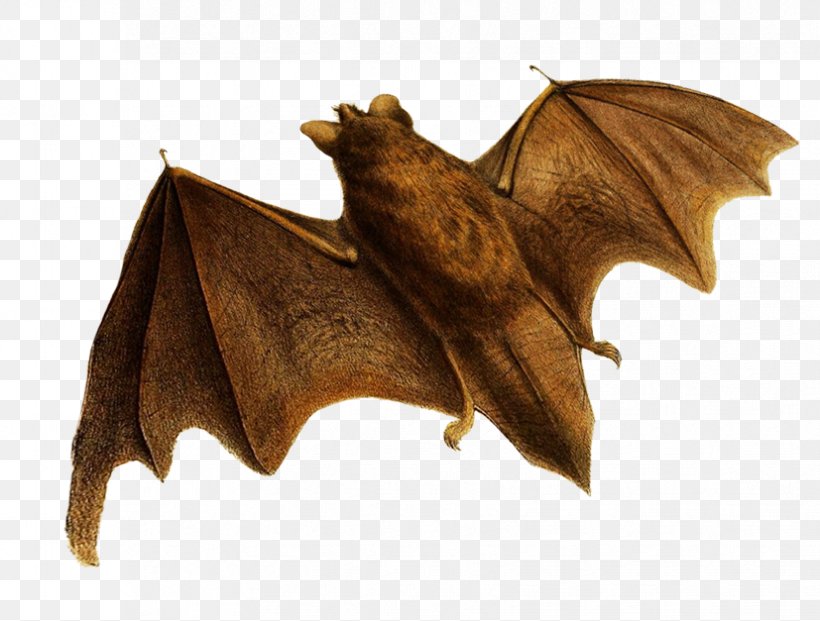 Bat Flight Clip Art Image, PNG, 827x627px, Bat, Flight, Leaf, Moths And ...
