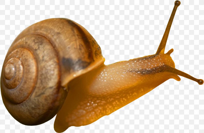 Snail Mucus Digital Image Raster Graphics, PNG, 1280x835px, Snail, Animal, Caracol, Digital Image, Escargot Download Free
