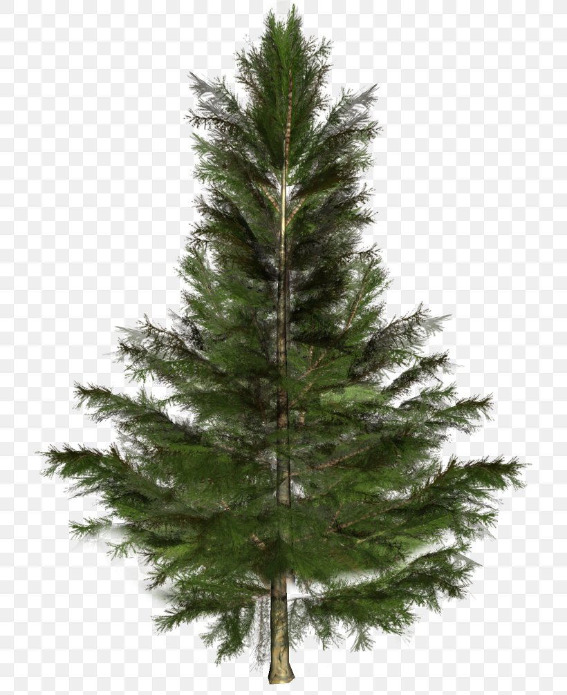Spruce Fir Pine Christmas Tree, PNG, 722x1006px, Spruce, Christmas, Christmas Decoration, Christmas Ornament, Christmas Tree Download Free