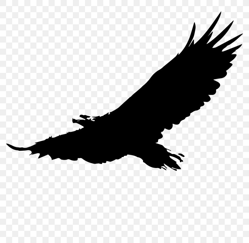 Bald Eagle Download Clip Art, PNG, 800x800px, Bald Eagle, Accipitriformes, Beak, Bird, Bird Of Prey Download Free