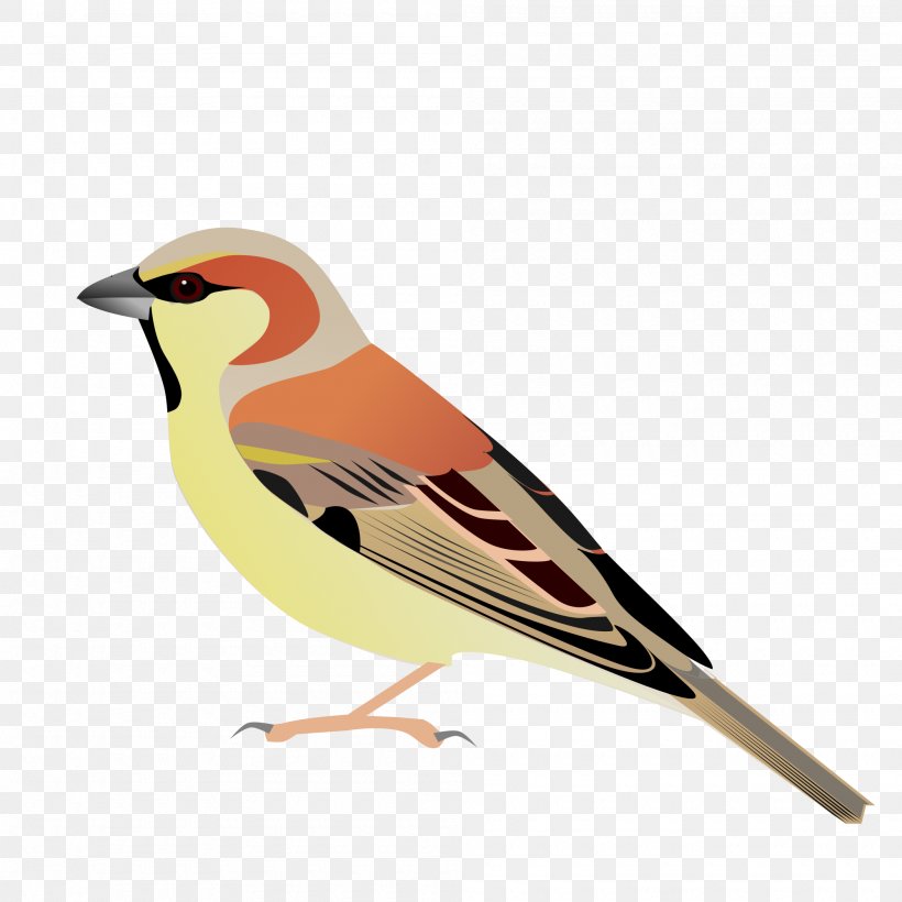 House Sparrow Plain-backed Sparrow Bird Sind Sparrow Somali Sparrow, PNG, 2000x2000px, House Sparrow, Beak, Bird, Cape Sparrow, Fauna Download Free