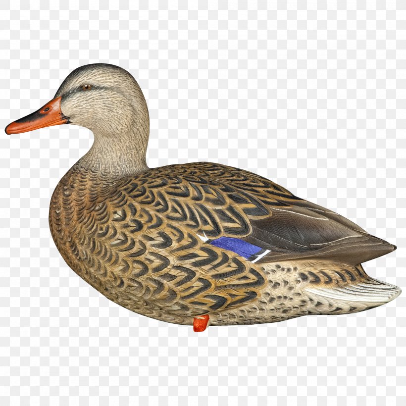 Mallard Duck Decoy Swan Goose, PNG, 2000x2000px, Mallard, American Black Duck, Anatidae, Beak, Bird Download Free