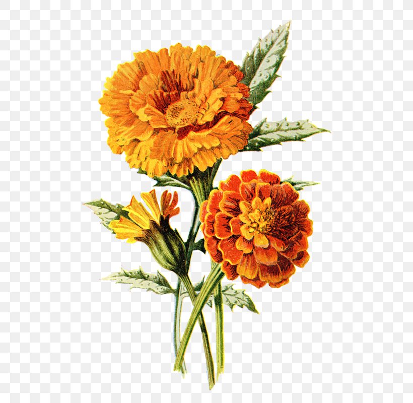 a beautiful outline illustration of marigold flower hand drawn  illustration collection for floral design an element decoration for  wedding invitation greeting card tattoo etc 4735459 Vector Art at  Vecteezy