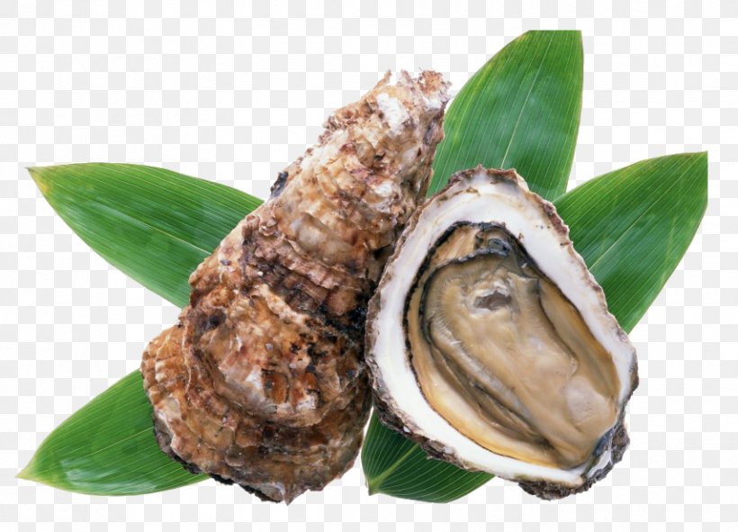 Oyster Kakigoya Hinase Food Ostreidae, PNG, 855x617px, Oyster, Animal Source Foods, Clams Oysters Mussels And Scallops, Cooking, Food Download Free