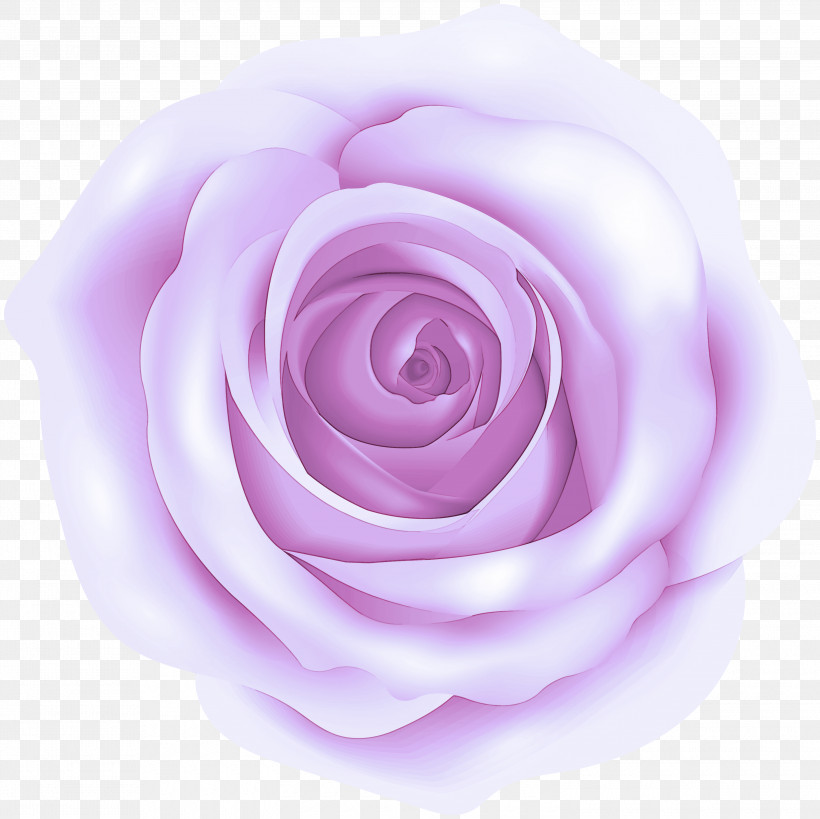 Garden Roses, PNG, 3000x2999px, Garden Roses, Floribunda, Flower, Hybrid Tea Rose, Petal Download Free