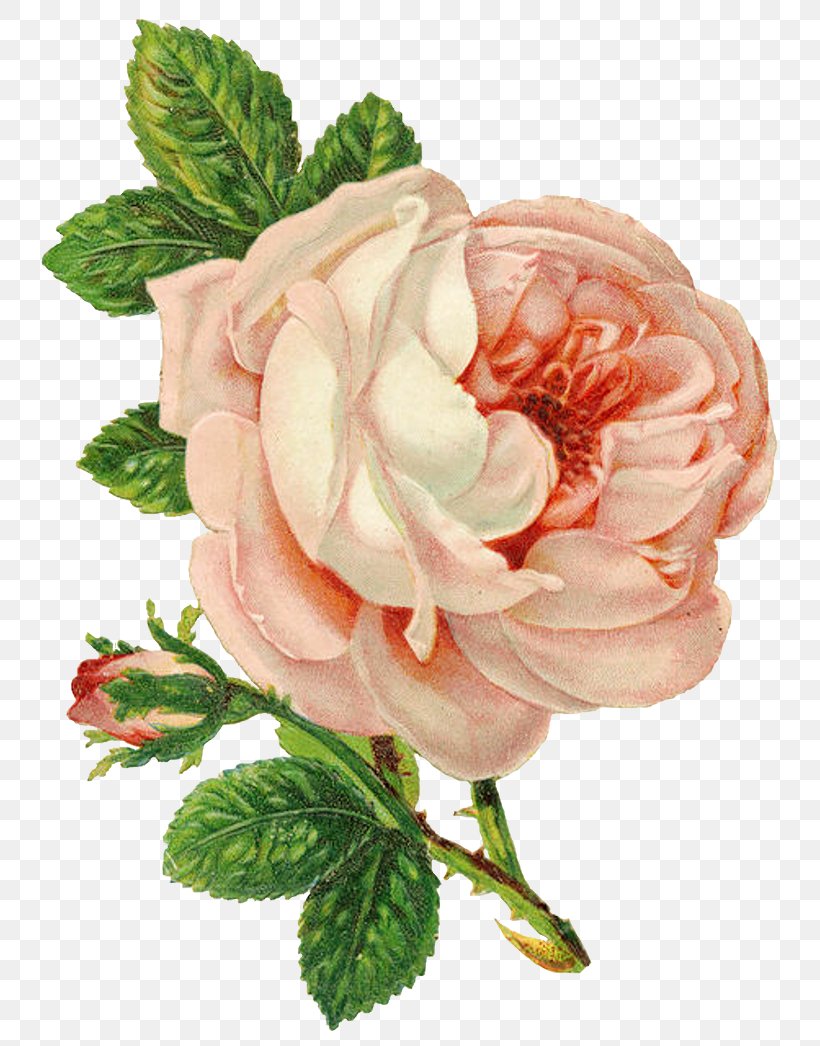 Rose Flower Drawing Clip Art, PNG, 773x1046px, Rose, Cut Flowers, Drawing, Floribunda, Flower Download Free