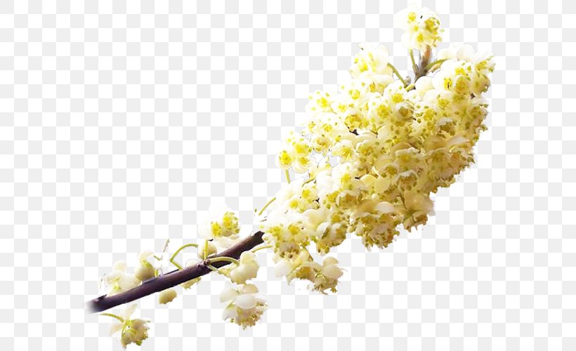 Twig, PNG, 640x500px, Twig, Blossom, Branch, Yellow Download Free