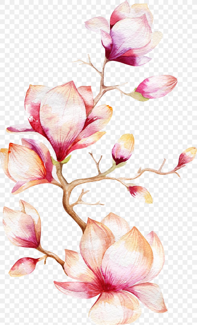 Watercolor Painting Magnolia Flower, PNG, 2131x3509px, Watercolor Painting, Blossom, Branch, Drawing, Floral Design Download Free