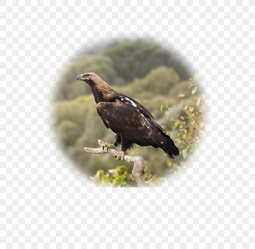 Eastern Imperial Eagle Vinnytsia Bird Of Prey, PNG, 600x800px, Eagle, Accipitriformes, Animal, Beak, Bird Download Free