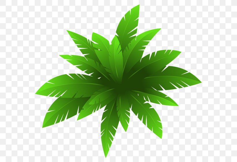 Houseplant Ornamental Plant Clip Art, PNG, 600x560px, Plant, Arecaceae, Brochure, Cannabis, Color Download Free