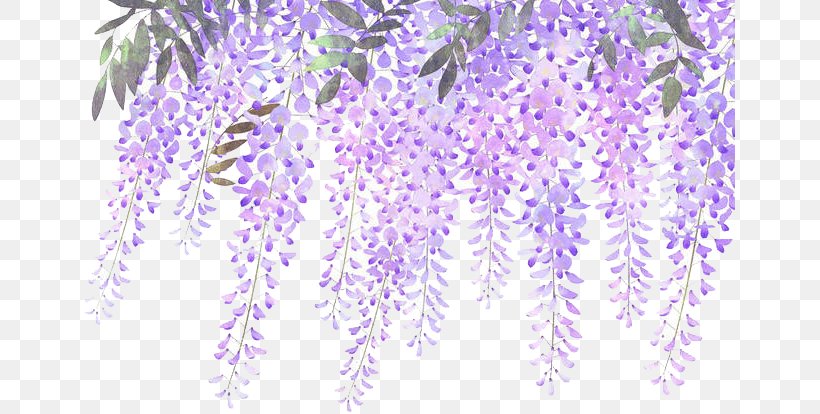 Lavender Flower Purple Wisteria, PNG, 650x414px, Lavender, Branch, Dolan Twins, Floral Design, Flower Download Free
