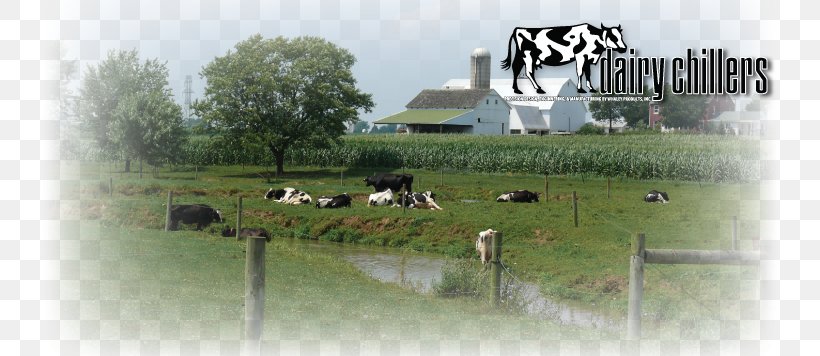 Lindsay Dairy Farming Cattle, PNG, 801x356px, Lindsay, Agricultural Land, Cattle, Dairy, Dairy Farmers Of America Download Free
