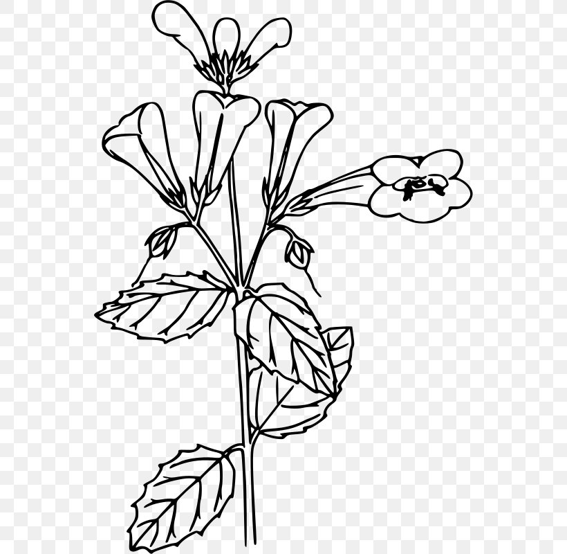 Flower Line Art Coloring Book Clip Art, PNG, 548x800px, Flower, Art, Black And White, Branch, Coloring Book Download Free