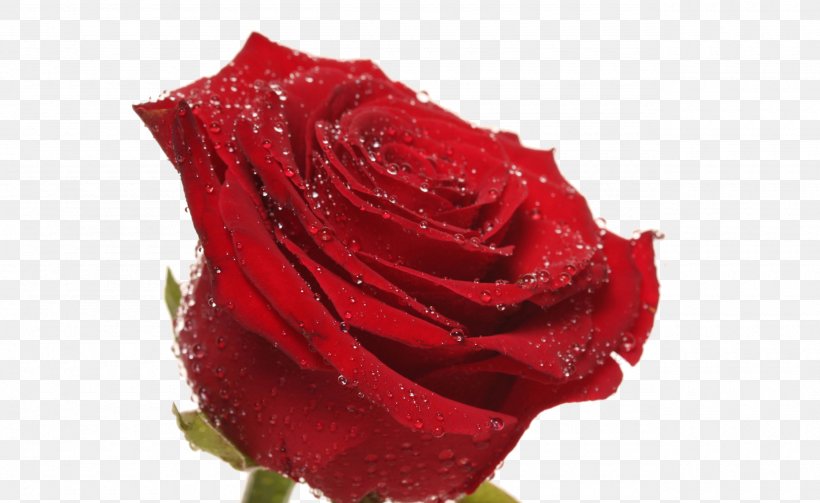 Rose Flower Stock.xchng Wallpaper, PNG, 2560x1573px, Rose, Close Up, Cut Flowers, Floribunda, Floristry Download Free
