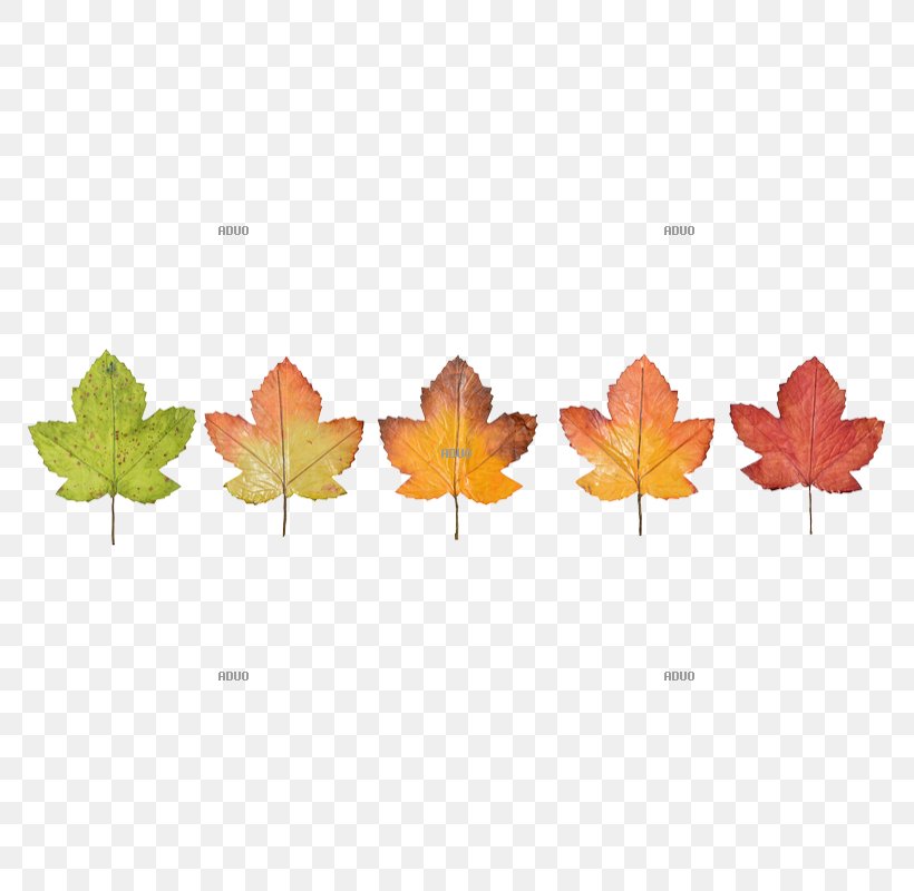 California Costumes Fashion Nurse Adult Costume Leaf Image Drawing, PNG, 800x800px, Costume, Autumn, Bild, Canadian Gold Maple Leaf, Drawing Download Free