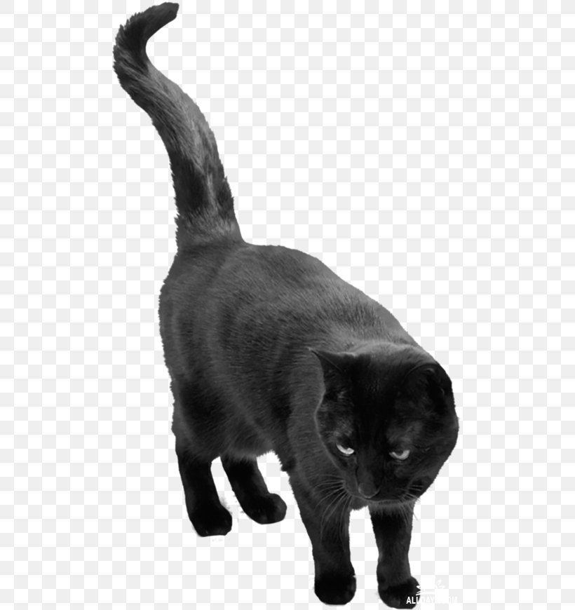 Cat Belief Superstition, PNG, 500x870px, Cat, Animal, Asian, Belief, Black Download Free