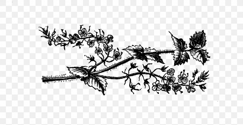 Clip Art Illustration Drawing Openclipart Graphics, PNG, 1600x826px, Drawing, American Larch, Blackandwhite, Botany, Branch Download Free