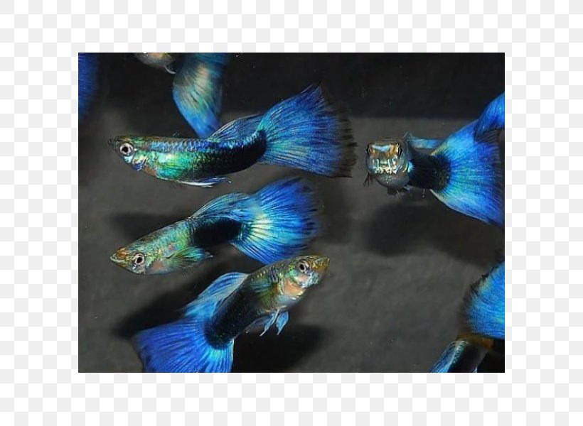 Guppy Ornamental Fish Aquarium Neon Tetra, PNG, 600x600px, Guppy, Aquarium, Beak, Blue, Cobalt Blue Download Free