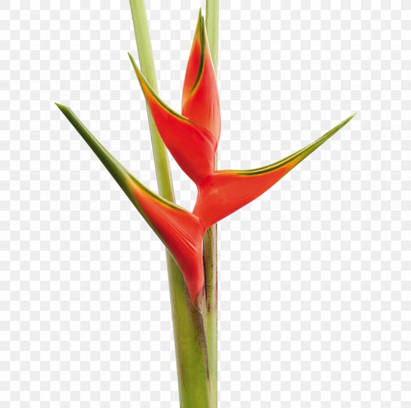Lobster-claws Bird Of Paradise Flower Cut Flowers Plants, PNG, 870x864px, Lobsterclaws, Bird Of Paradise Flower, Chrysanthemum, Cut Flowers, Daisy Family Download Free