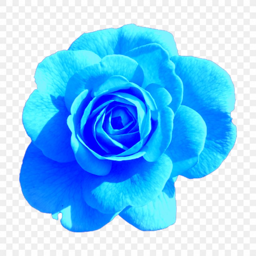 Rose Clip Art Pink Image, PNG, 2048x2048px, Rose, Artificial Flower, Blue, Blue Rose, Cobalt Blue Download Free