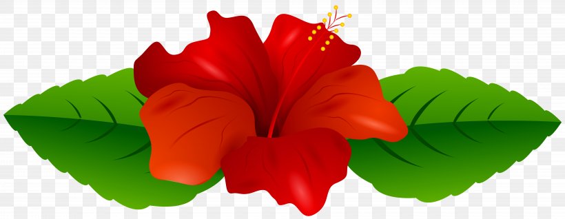 Shoeblackplant Flower Mallows Clip Art, PNG, 8000x3111px, Shoeblackplant, Alyogyne Huegelii, Art, Blog, Color Download Free