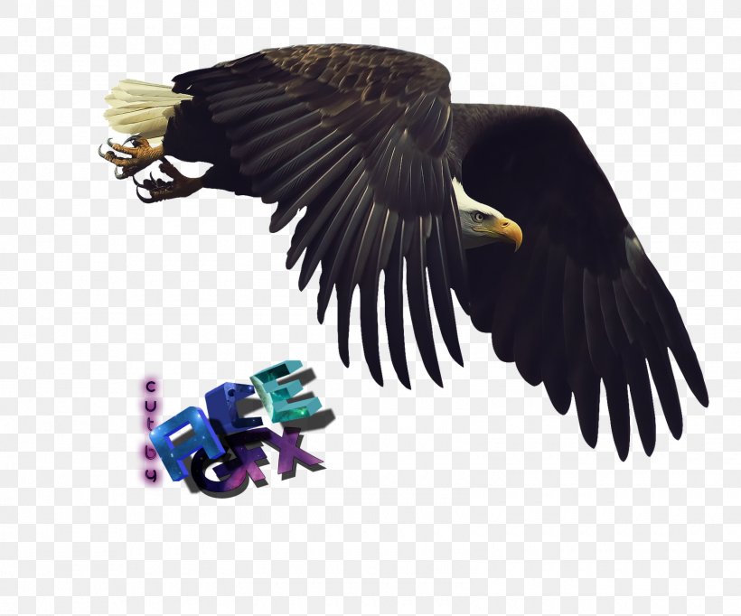 Bald Eagle Bird Of Prey Flight, PNG, 1600x1332px, Bald Eagle, Accipitriformes, Animal, Argentavis Magnificens, Beak Download Free