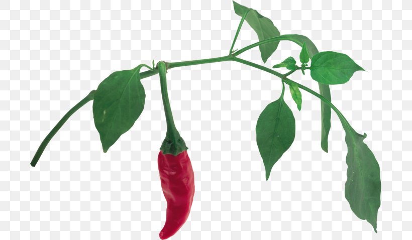 Bird's Eye Chili Serrano Pepper Tabasco Pepper Pasilla Chili Pepper, PNG, 699x478px, Bird S Eye Chili, Bell Peppers And Chili Peppers, Branch, Capsicum, Capsicum Annuum Download Free