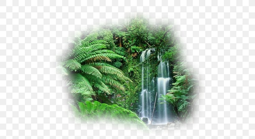 Cloud Forest Amazon Rainforest Australia Tropical Rainforest, PNG, 600x450px, Cloud Forest, Amazon Rainforest, Australia, Biome, Ecosystem Download Free