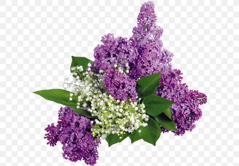 Common Lilac Flower Garden Les Lilas, PNG, 600x571px, Common Lilac, Annual Plant, Blume, Cut Flowers, Flower Download Free