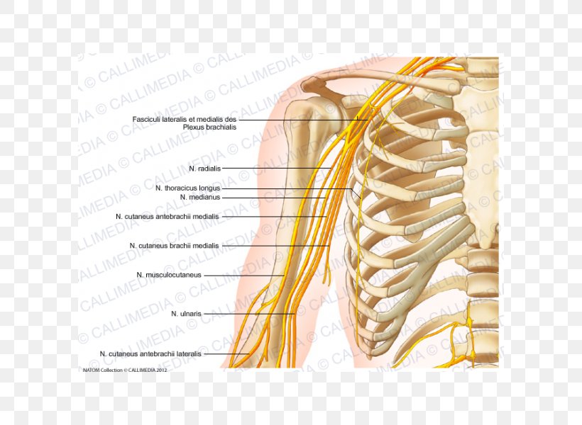 Nervous System Nerve Arm Human Body Anatomy, PNG, 600x600px, Watercolor, Cartoon, Flower, Frame, Heart Download Free